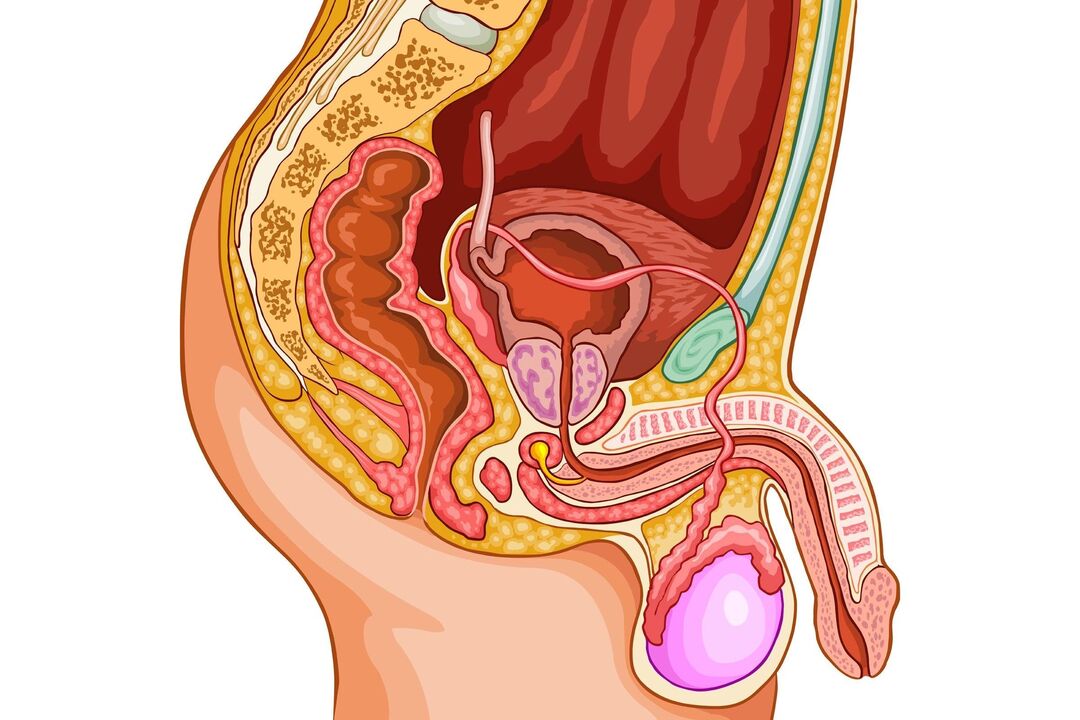 sistema urogenitale maschile